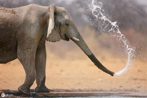 大象噴水 鼻子和嘴巴中間
